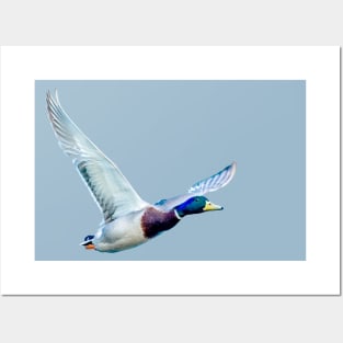 Mallard in flight Posters and Art